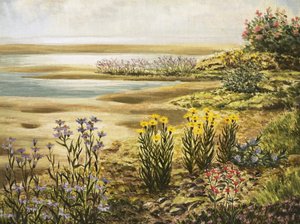 Britiske saltmarskblomster af English School
