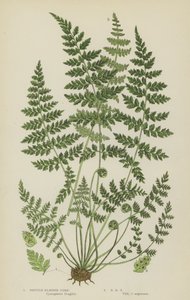 Skør blærebregne (farve litho) af English School
