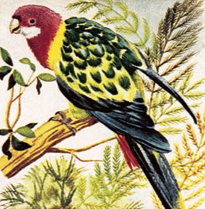 Bredhalede papegøjer af English School