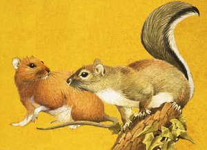 Brun rotte og gråt egern af English School