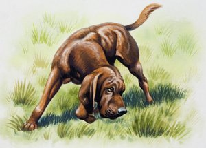 Brun hund af English School