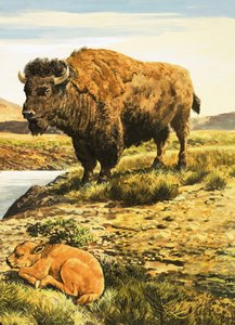 Bøffel af English School