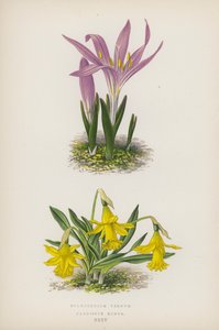 Bulbocodium Vernum; Narcissus Minor (farvelitografi) af English School