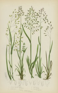 Løg enggræs, alpengræs, bølget enggræs, skov enggræs, etårig enggræs (farve litho) af English School