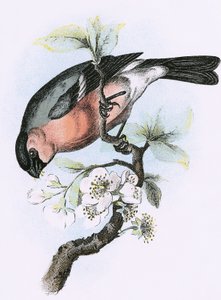Bullfinch af English School