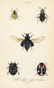 Nedgravningsbille, Nicrophorus humator 1, ådsler, Necrodes littoralis 2, Dendroxena quadrimaculata 3, tæppebille, Anthrenus scrophulariae 4 og Hister quadrimaculatus var af English School