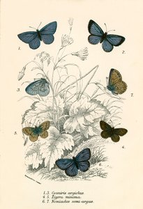 Sommerfugle af English School