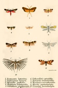 Sommerfugle af English School