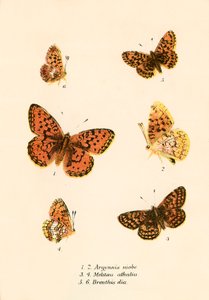 Sommerfugle af English School