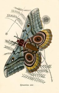 Sommerfugle af English School