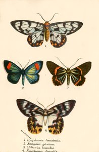 Sommerfugle af English School