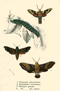 Sommerfugle af English School