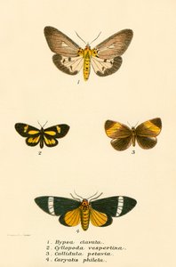 Sommerfugle af English School