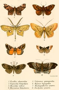 Sommerfugle af English School