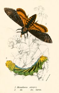 Sommerfugle af English School