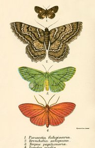 Sommerfugle af English School