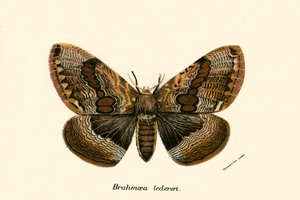 Schmetterlinge von English School