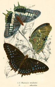 Sommerfugle af English School