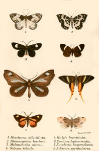 Sommerfugle af English School