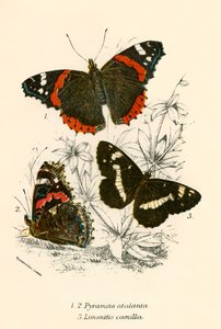 Sommerfugle af English School