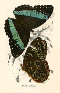 Schmetterlinge von English School