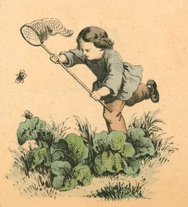 Sommerfugle af English School