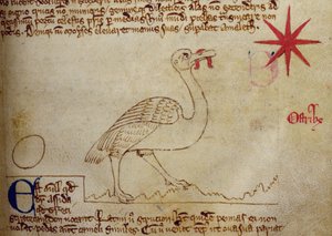 CCA-LitMs/D/10 fol. 16r Struds, fra Bestiary af English School