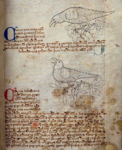 CCA-LitMs/D/10 fol. 20r Raven and Crow, fra Bestiary af English School