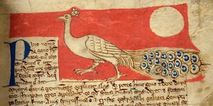 CCA-LitMs/D/10 fol. 22r Peacock, fra Bestiary af English School