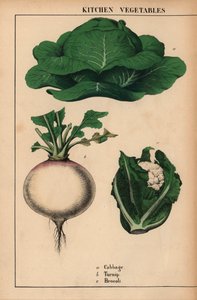 Kål, majroe og broccoli [broccoli] , fra "The Instructive Picture Book, or Lessons from the Vegetable World," [Charlotte Mary Yonge], Edinburgh af English School