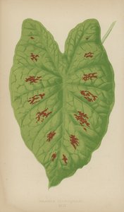 Caladium Verschaffelti af English School