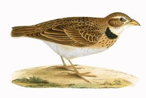 Calandra Lark, illustration fra 