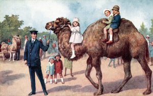 Kamel med børn, London Zoo (farve litho) af English School