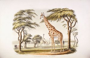 Camelopardalis giraf af English School