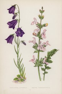 Campanula Linifolia; Salvia Taraxacifolia (farve litho) af English School