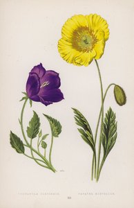 Campanula Turbinata; Papaver Nudicaule (farve litho) af English School