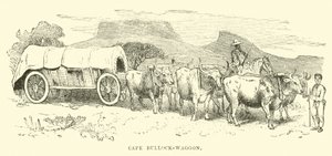 Cape Bullock-vogn af English School