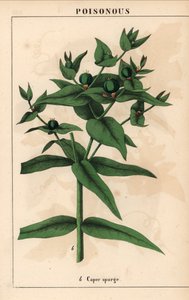 Kapers spurge med grønne frø, Euphorbia lathyris   , fra "The Instructive Picturebook, or Lessons from the Vegetable World," [Charlotte Mary Yonge], Edinburgh af English School
