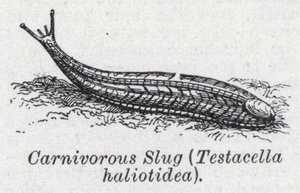 Kødædende snegl, Testacella haliotidea (litho) af English School
