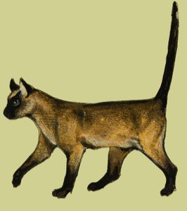 Kat af English School