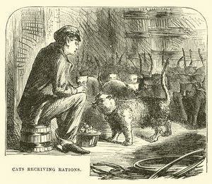 Katzen erhalten Rationen von English School