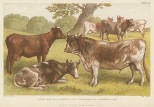 Kvæg (farvet gravering) af English School