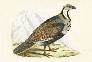 Kaukasisk sneagerhøne, illustration fra 