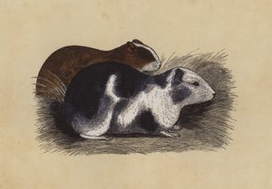 Cavy (farvelitografi) af English School