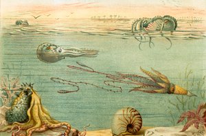 Cephalopoda af English School