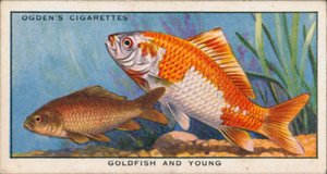 Farveskift hos unge og voksne fisk, guldfisk og unger (farvelitografi) af English School