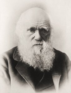 Charles Darwin af English School