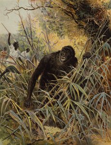 På jagt efter en gorilla af English School