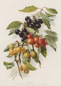 Kirsebær af English School