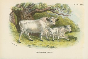 Chillingham Kvæg af English School